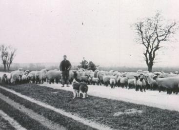 Shepherd, sheep dog and sheep in snow on the Cambridge to London road (Hauxton Road), c. 1890. Cambridgeshire Collection (stop 2).