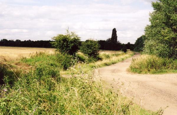 Along the line of the old railway, before work on the Busway. Andrew Roberts, August 2007.