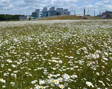 Hobson's Park, looking towards the busway bridge and Laboratory of Molecular Biology, with oxeye daisies in flower, 15 June 2015. Andrew Roberts (stop 11-13).