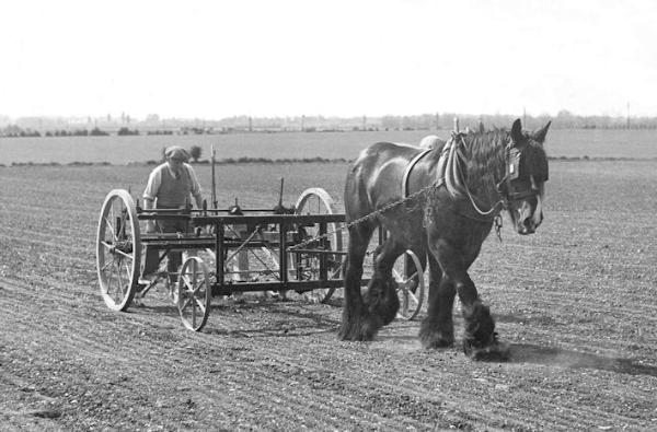 Reg Cornwell drilling sugar beet on Clay Farm, 1940. Rachel Tarry (Stephen Brown) (stop 4).