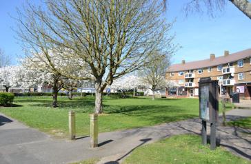 Trees in blossom on the green by Anstey Way. Photo: Andrew Roberts, 14 April 2015.