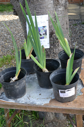 Bearded iris ‘Black swan’ plants, in the final plant sale for the Trumpington Gardening Society (TruGS). Photo: Wendy Roberts, 30 September 2023.
