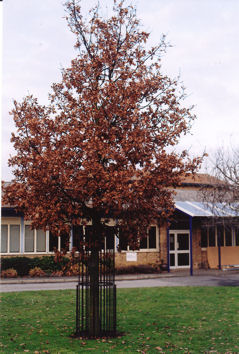 The oak tree planted at Fawcett School by the Trumpington Women’s Institute to commemorate the millennium, 11 years later. Photo: Andrew Roberts, 3 January 2011.