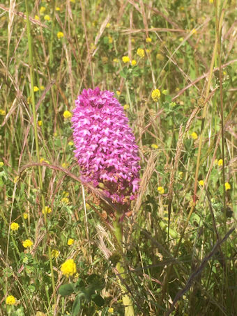 Pyramidal orchid. Photo: Howard Slatter.