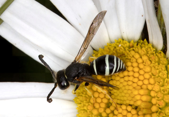 Odynerus melanocephalus hoverfly. Photo: Bill Amos.