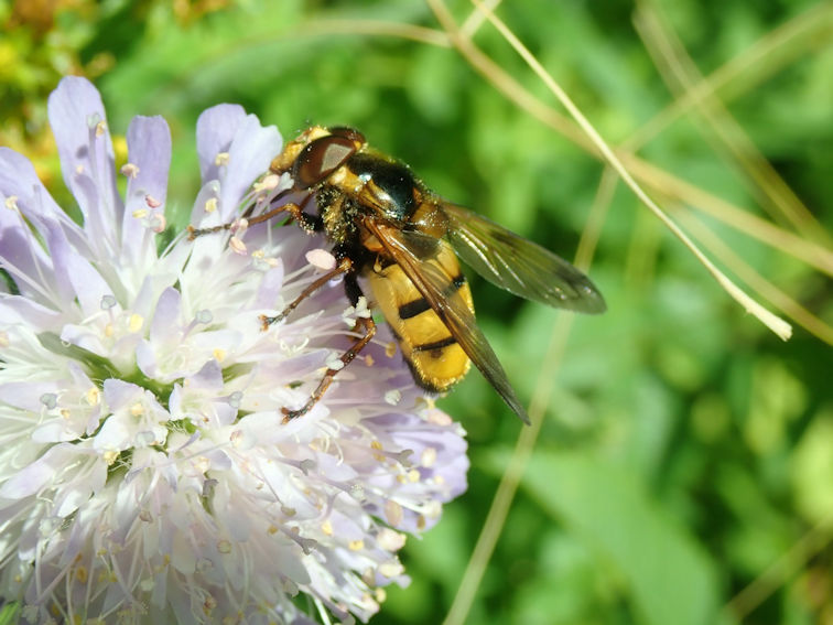 Volucella inanis hoverfly. Photo: Bill Amos.