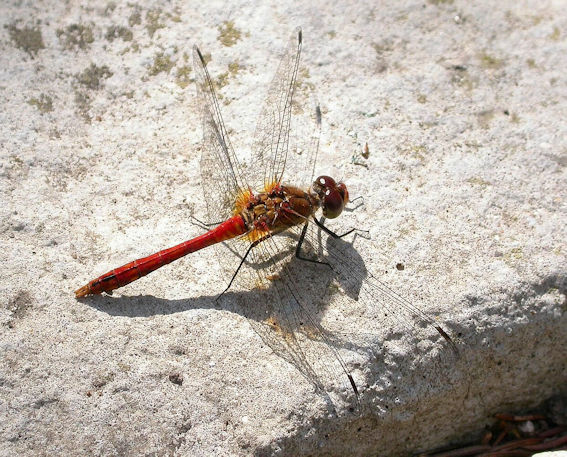 Ruddy Darter dragonfly. Photo: Howard Slatter.