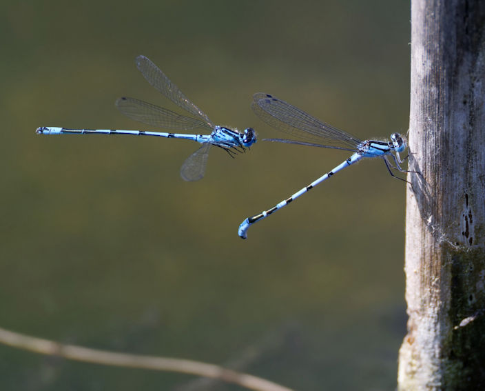 Azure and common blue damselflies. Photo: Alan Fersht.