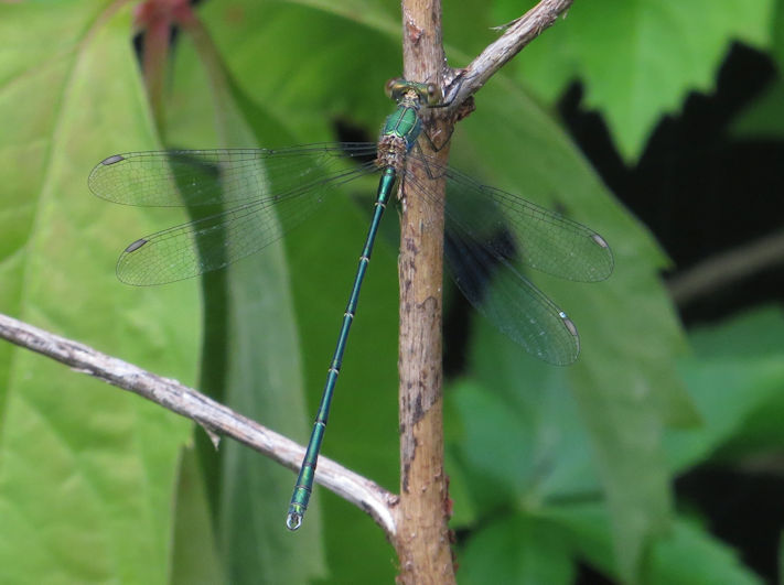 Willow Emerald damselfly. Photo: Howard Slatter.