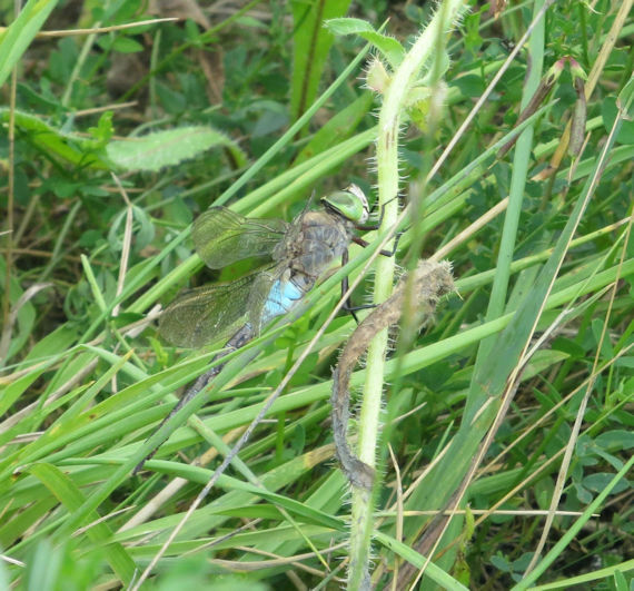 Lesser Emperor damselfly. Photo: Howard Slatter.