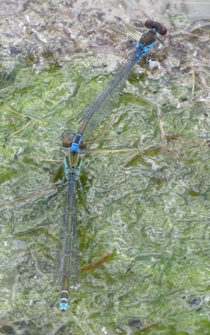 Small Red-eyed damselfly. Photo: Howard Slatter.