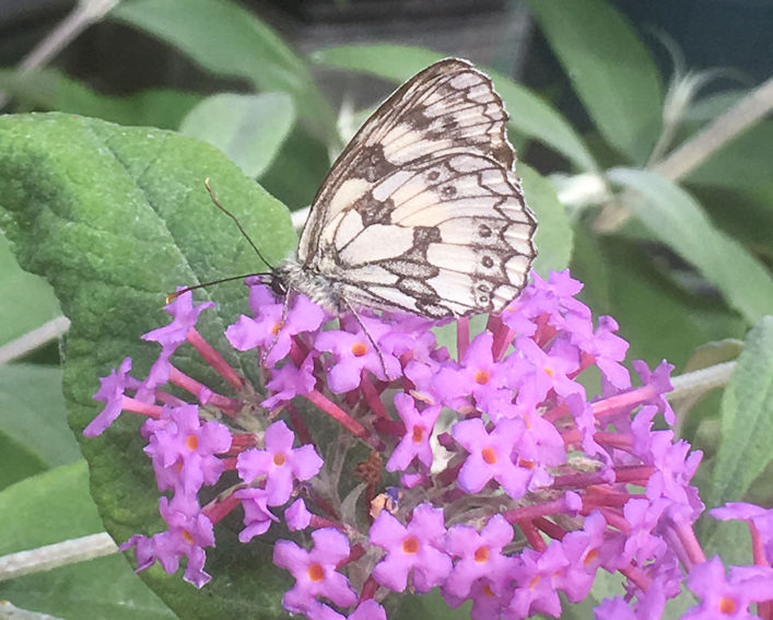 Marbled White butterfly. Photo: Howard Slatter.