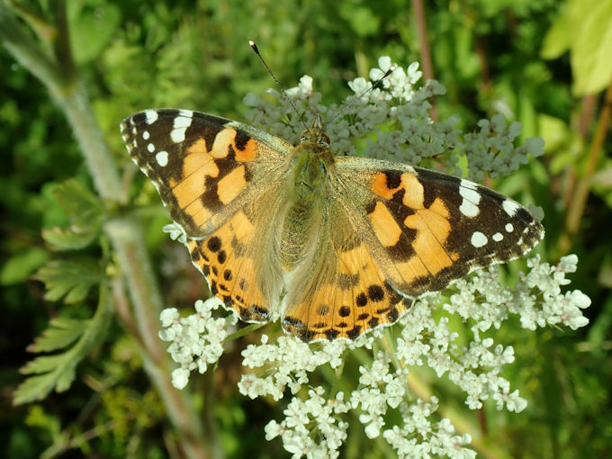 Painted Lady butterfly. Photo: Bill Amos.