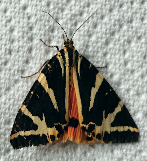 Jersey Tiger moth. Photo: Howard Slatter.