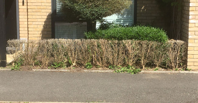 Box hedge. Photo: Howard Slatter.