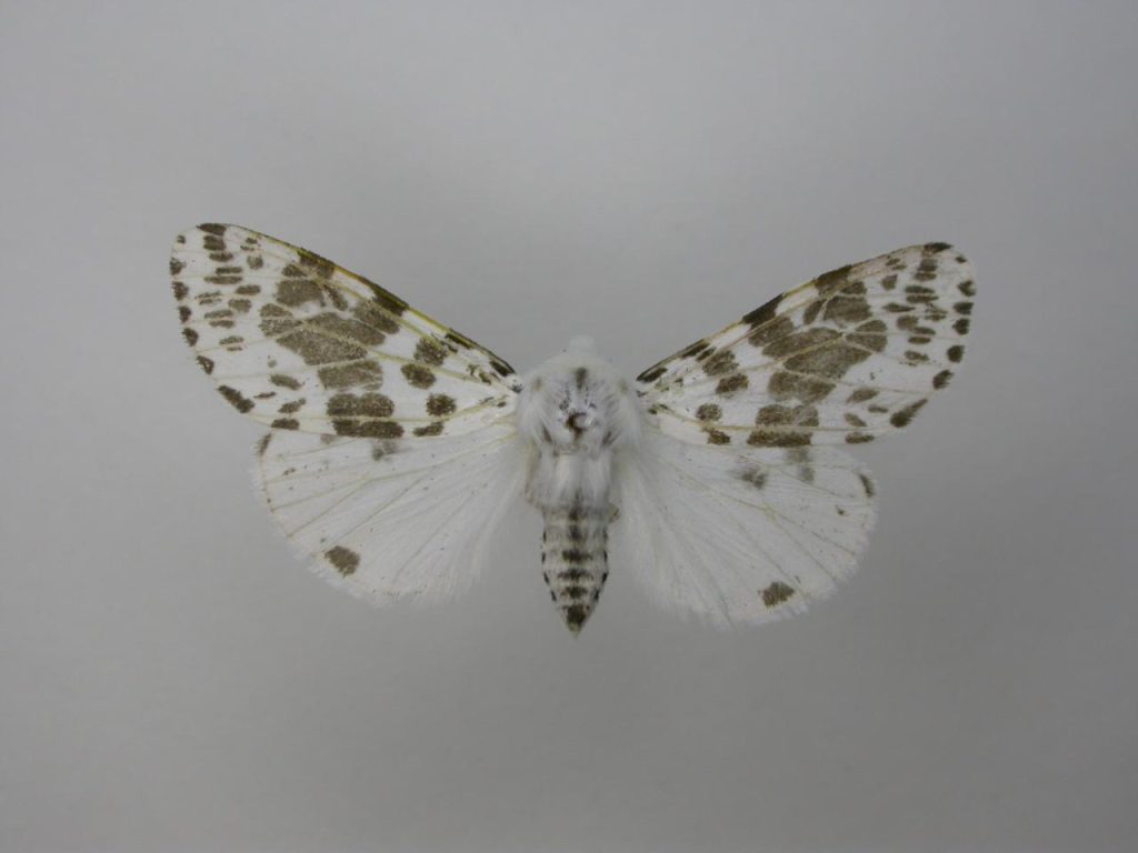 Fall Webworm moth. Photo: Chris Thurgood.