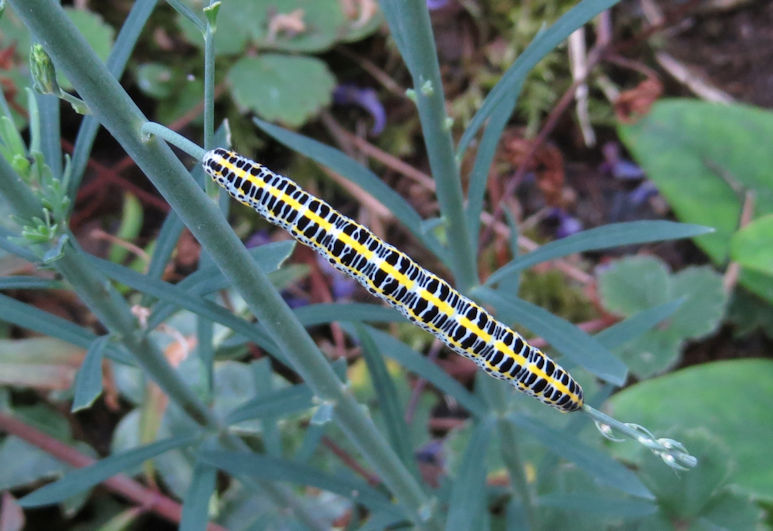 Toadflax Brocade caterpillar. Photo: Howard Slatter.