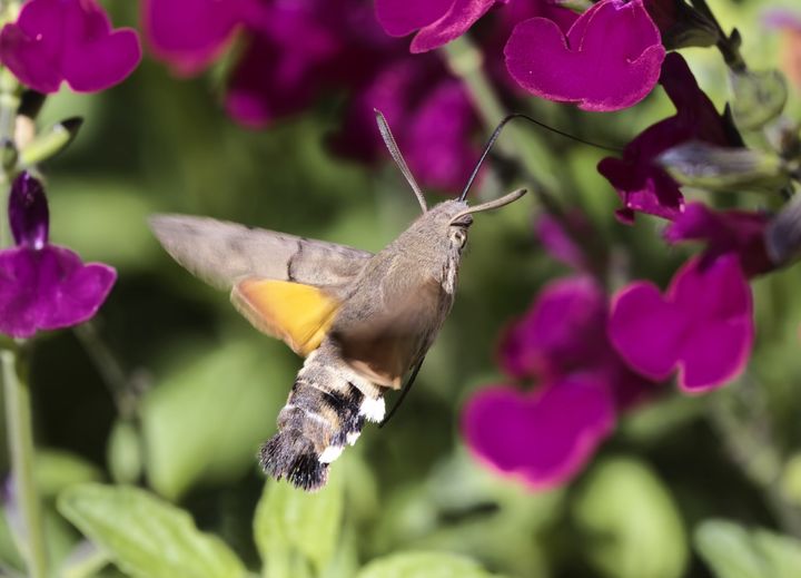 Humming-bird Hawk-moth. Photo: Bill Amos.