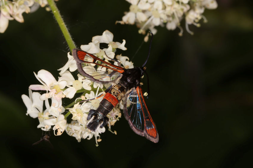 Red-tipped Clearwing moth. Photo: Bill Amos.