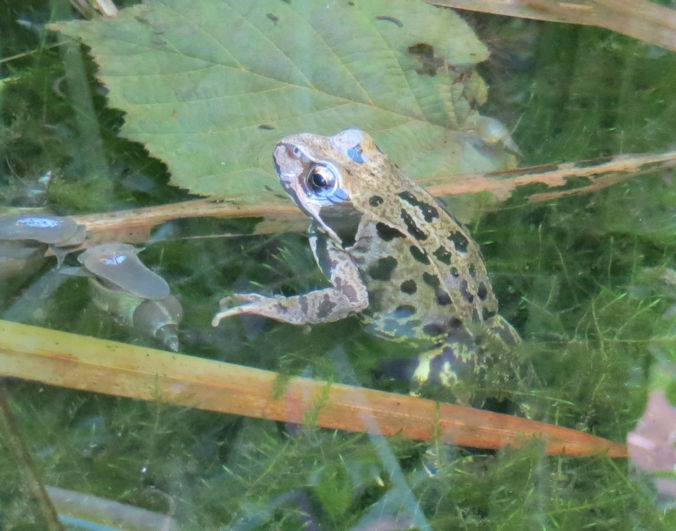 Common Frog. Photo: Howard Slatter.