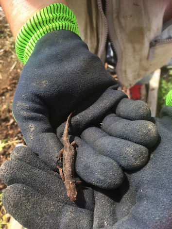 Smooth Newt. Photo: Howard Slatter.