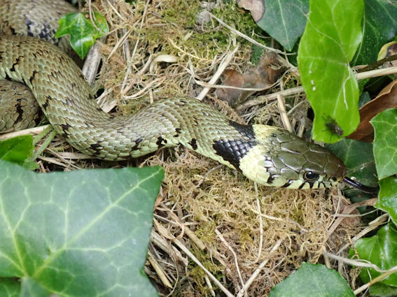 Grass Snake. Photo: Bill Amos.