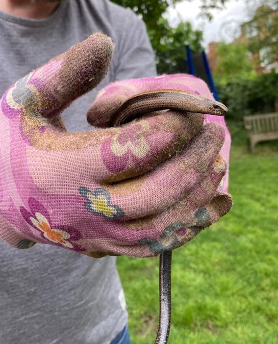 Slow-worm. Photo: Helen Etheridge, 2023.