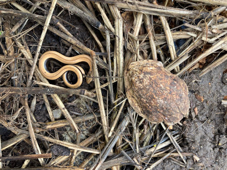 Young Slow-worm and walnut. Photo: Helen Etheridge, 2014.