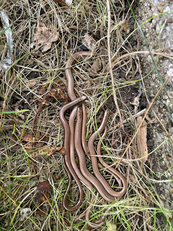 Slow-worms. Photo: Helen Etheridge.