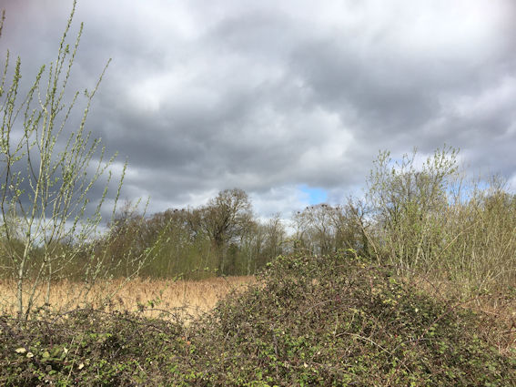 Rookery in Long Road. Photo: Howard Slatter.