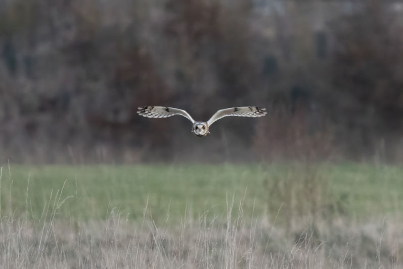 Short-eared owl. Joanna Kubica.