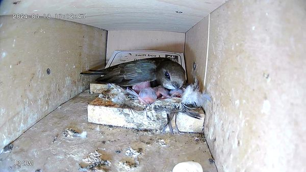 Swifts in the Trumpington Meadows nest box. Photo: The Wildlife Trust.