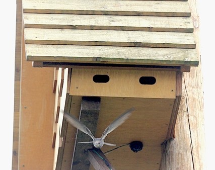 The Trumpington Community Orchard swift tower. Source swift-conservation.org.