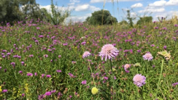 Wildflowers on Trumpington Meadows Nature Reserve. The Wildlife Trust.