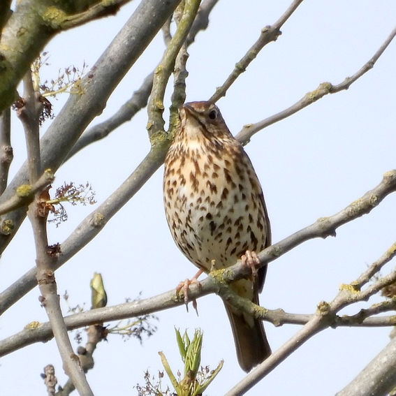 Song Thrush. Photo: Jeremy and Jill Aldred.