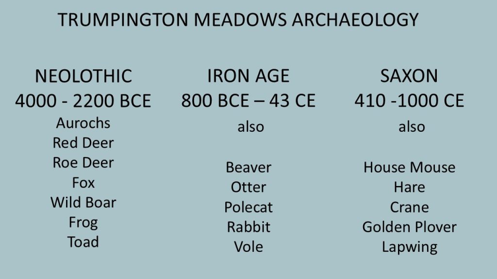 Mammals and birds identified in the Trumpington Meadows excavation report. Summary: Howard Slatter.