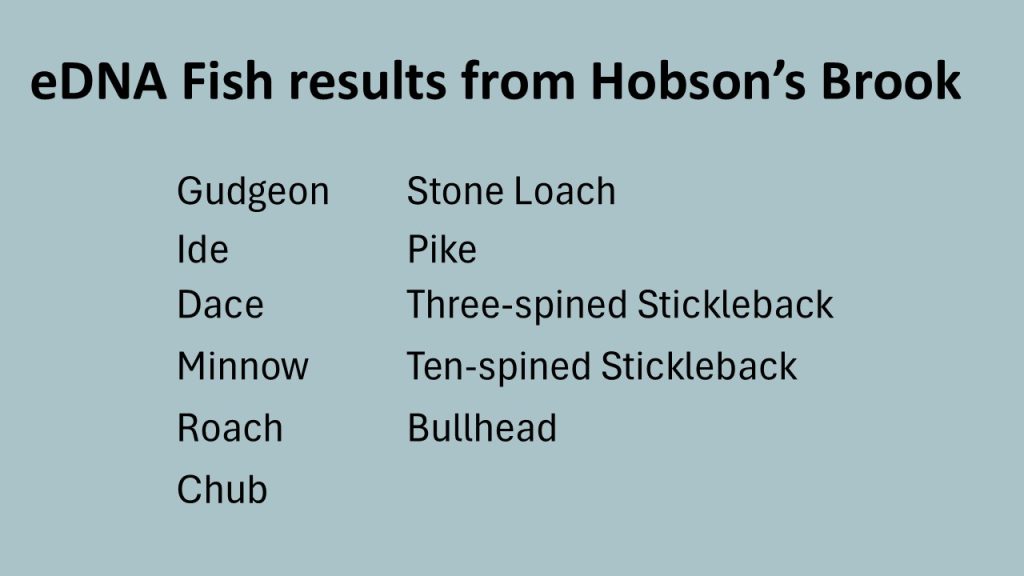 eDNA evidence for fish in Hobson’s Brook, 2023. Howard Slatter.