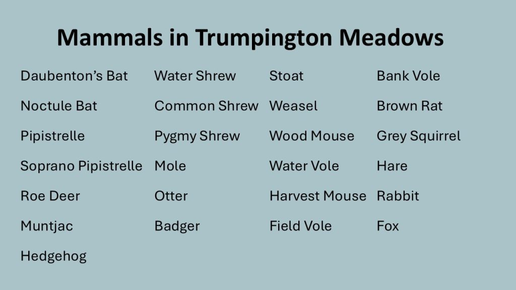 Mammals recorded on Trumpington Meadows. Source: Becky Green, the Wildlife Trust.